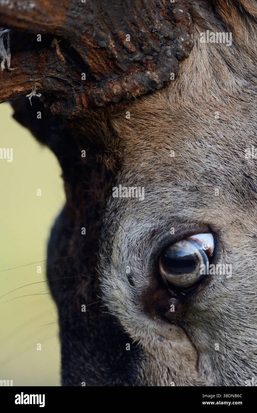 l'oeil d'un cerf rouge... Cerf rouge * Cervus elaphus *, gros plan de la tête d'un cerf majuscule Banque D'Images