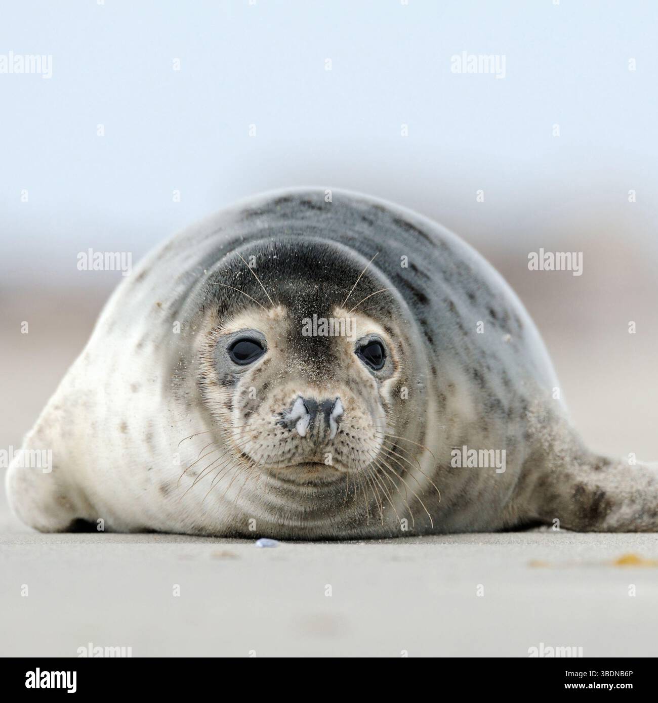 Phoque commun * Phoca vitulina * reposant dans le sable de la mer du Nord, plage sur la dune d'Helgoland, espèces indigènes, Allemagne, Europe. Banque D'Images