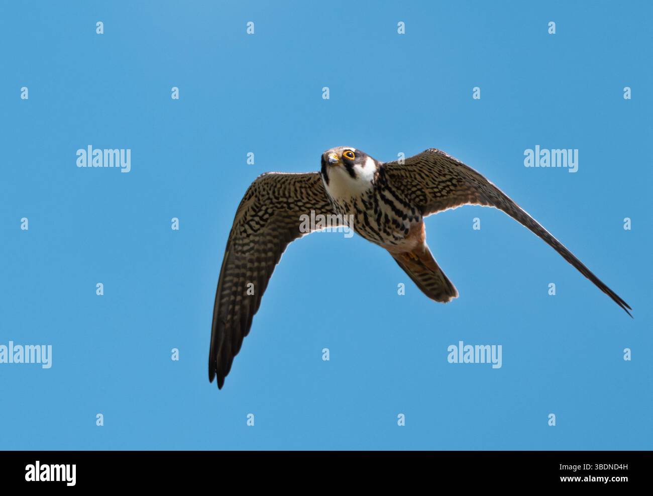 Un Hobby (Falco subbuteo) faucheur pour libellules, Norfolk Banque D'Images