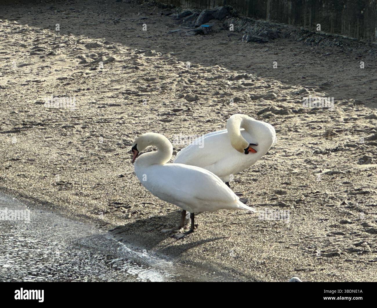 Trois beaux cygnes debout sur la rive sablonneuse, une scène paisible. - Image de stock capturée avec un smartphone