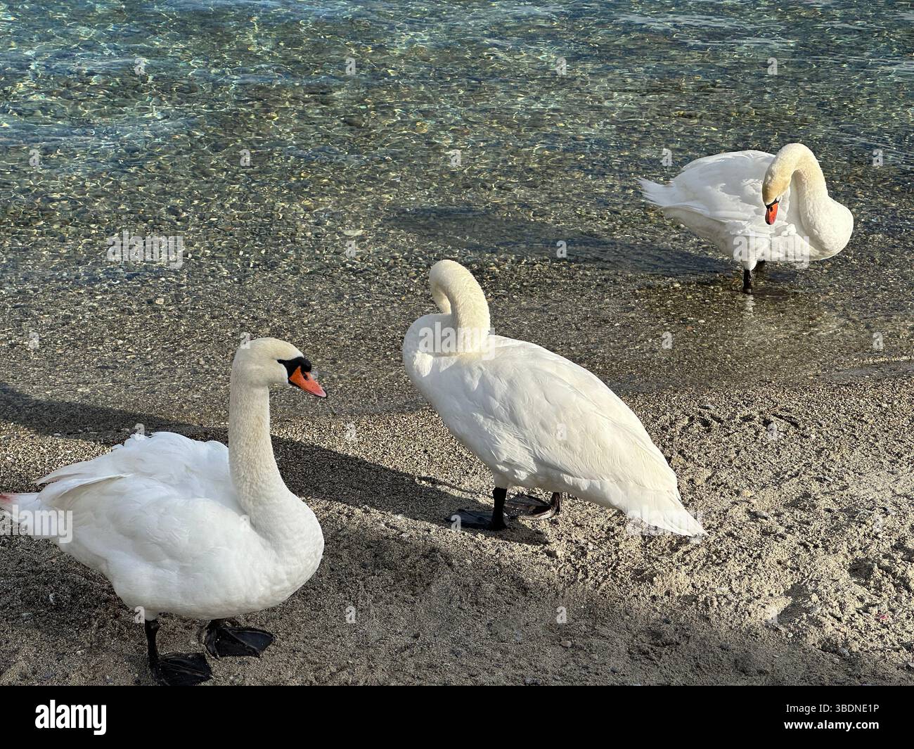Trois beaux cygnes debout sur la rive sablonneuse, une scène paisible. - Image de stock capturée avec un smartphone