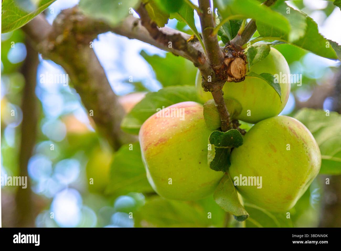 Suavie Island, Portland, Oregon - 19 septembre 2018 : gros plan de pommes poussant sur un arbre, mettant en valeur la récolte locale. Banque D'Images