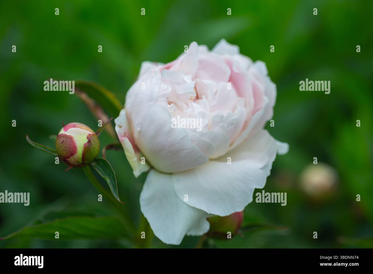 Double pivoine ' Shirley Temple ' / Paeonia lactiflora . Banque D'Images