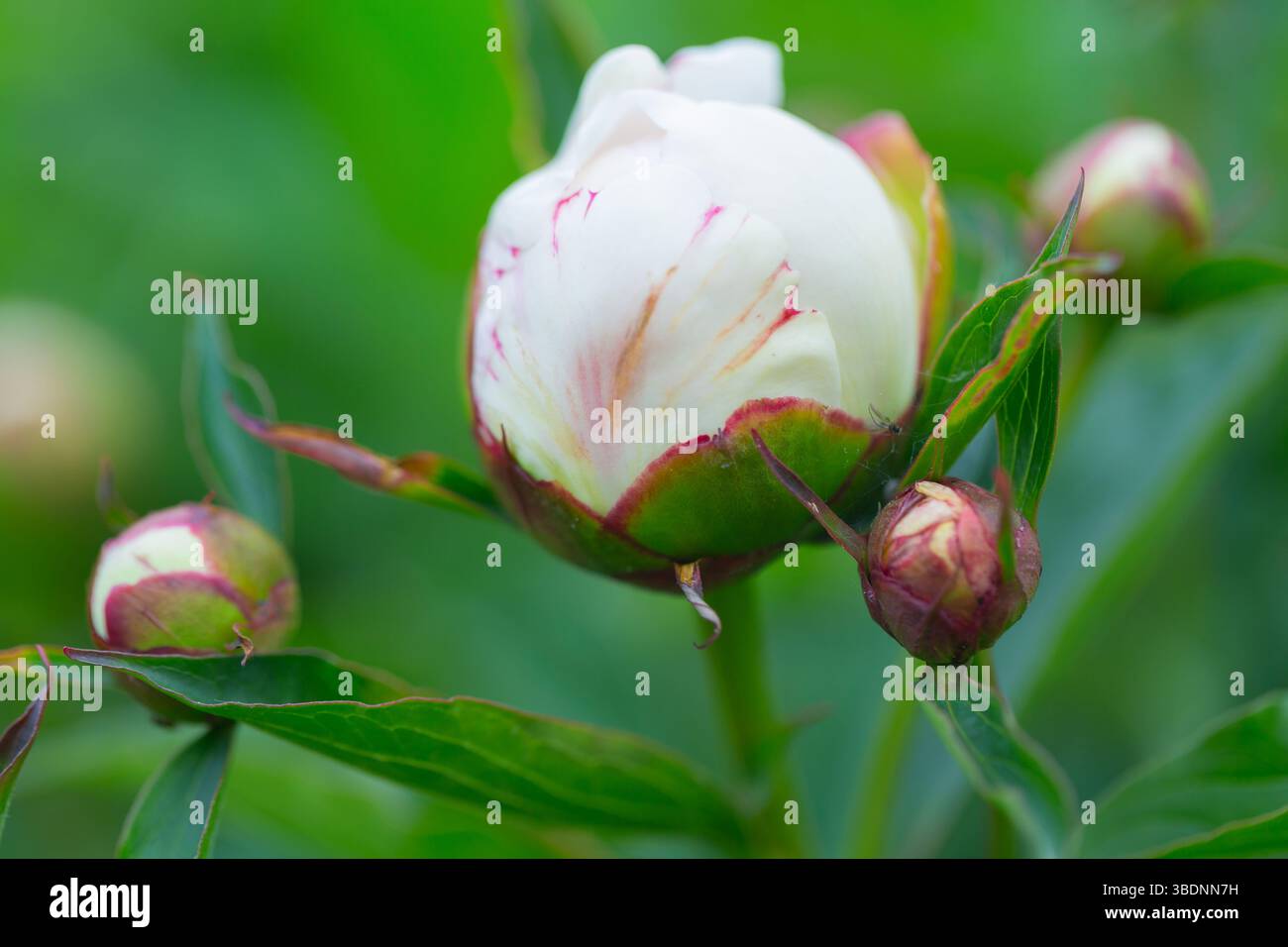 Double pivoine ' Shirley Temple ' / Paeonia lactiflora . Banque D'Images