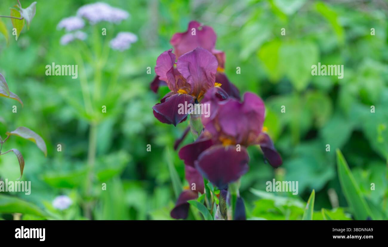 Cultivar Benton Caramel / Iris barbu Banque D'Images