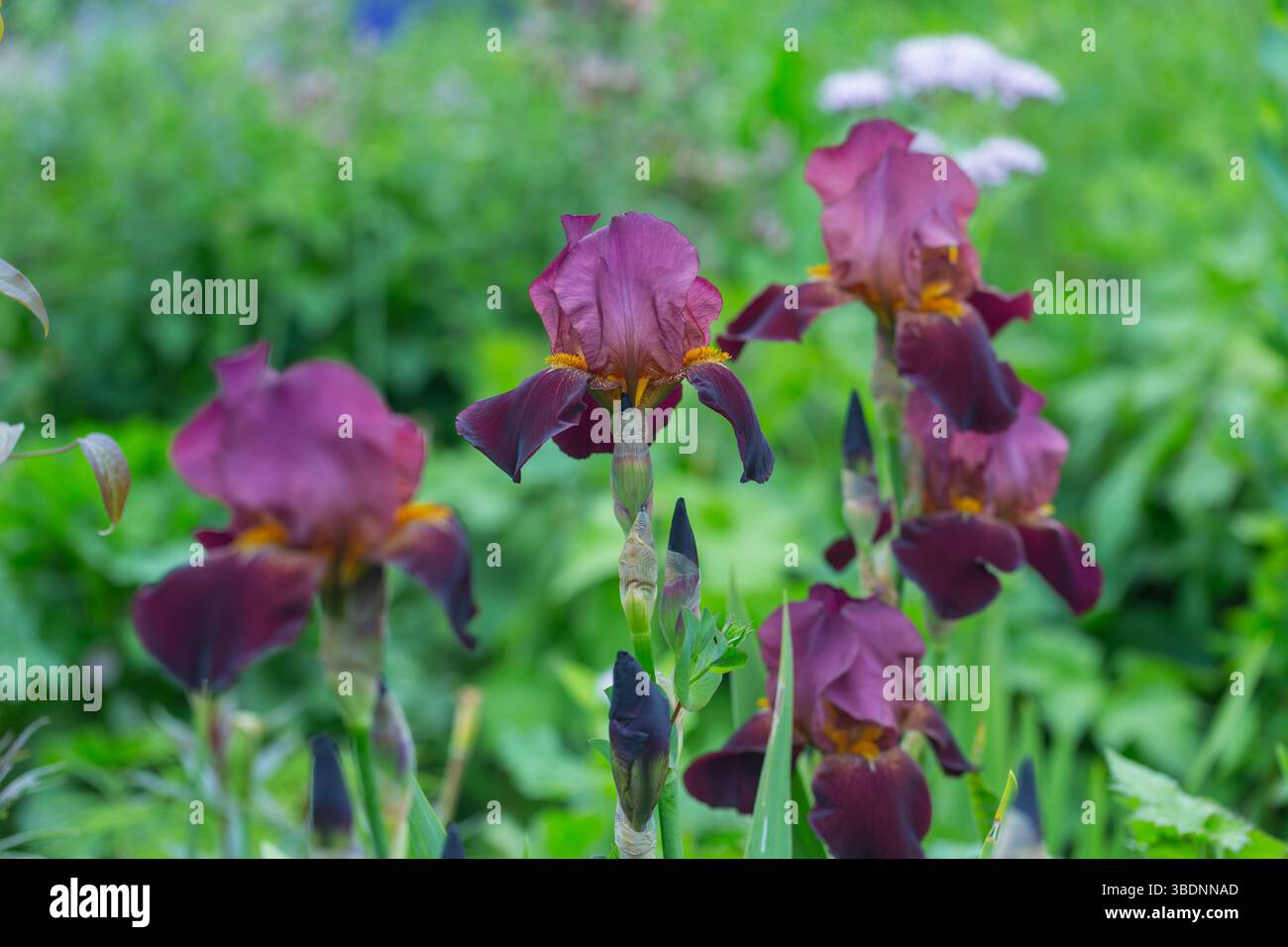 Cultivar Benton Caramel / Iris barbu Banque D'Images