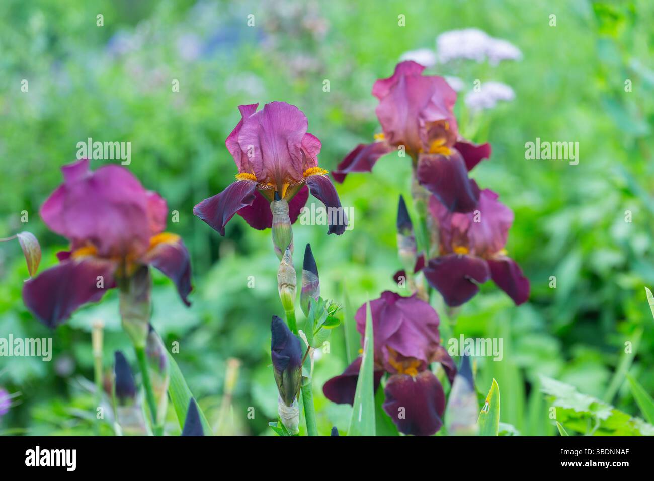 Cultivar Benton Caramel / Iris barbu Banque D'Images