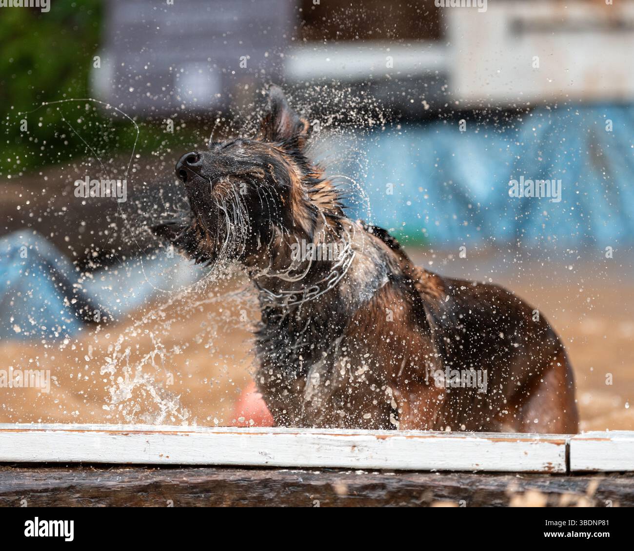 Chien malinois belge secouant l'eau en sortant d'une fosse d'eau boueuse Banque D'Images