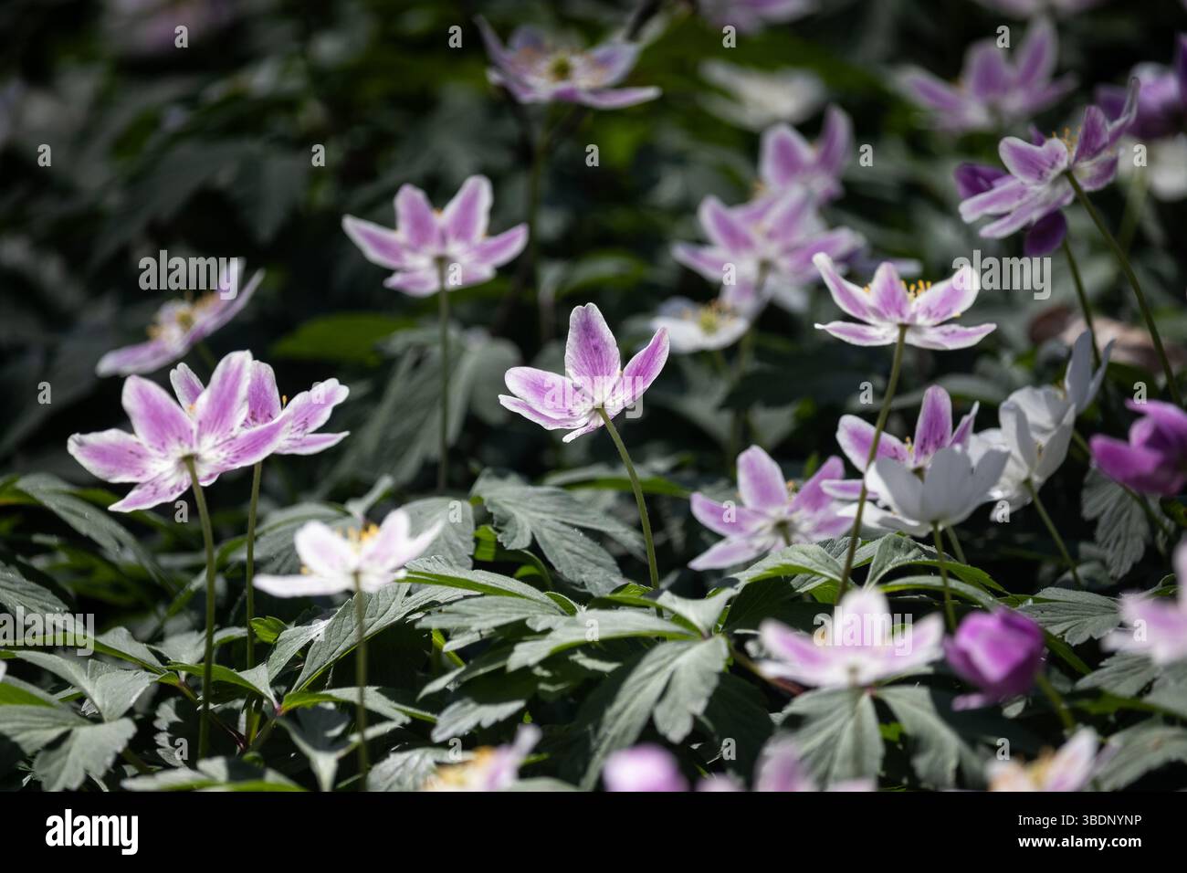 De belles anémones de bois fleurissent dans une belle floraison printanière de teintes blanches, violettes et roses, au cœur de la forêt de Neigem près de Ninove à Belgi Banque D'Images