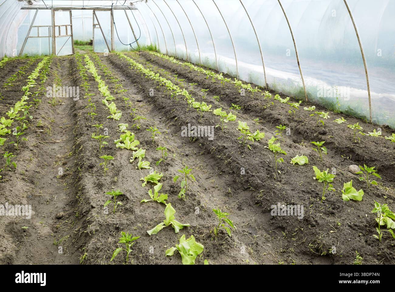 Légumes dans une plantation de serre biologique. Banque D'Images