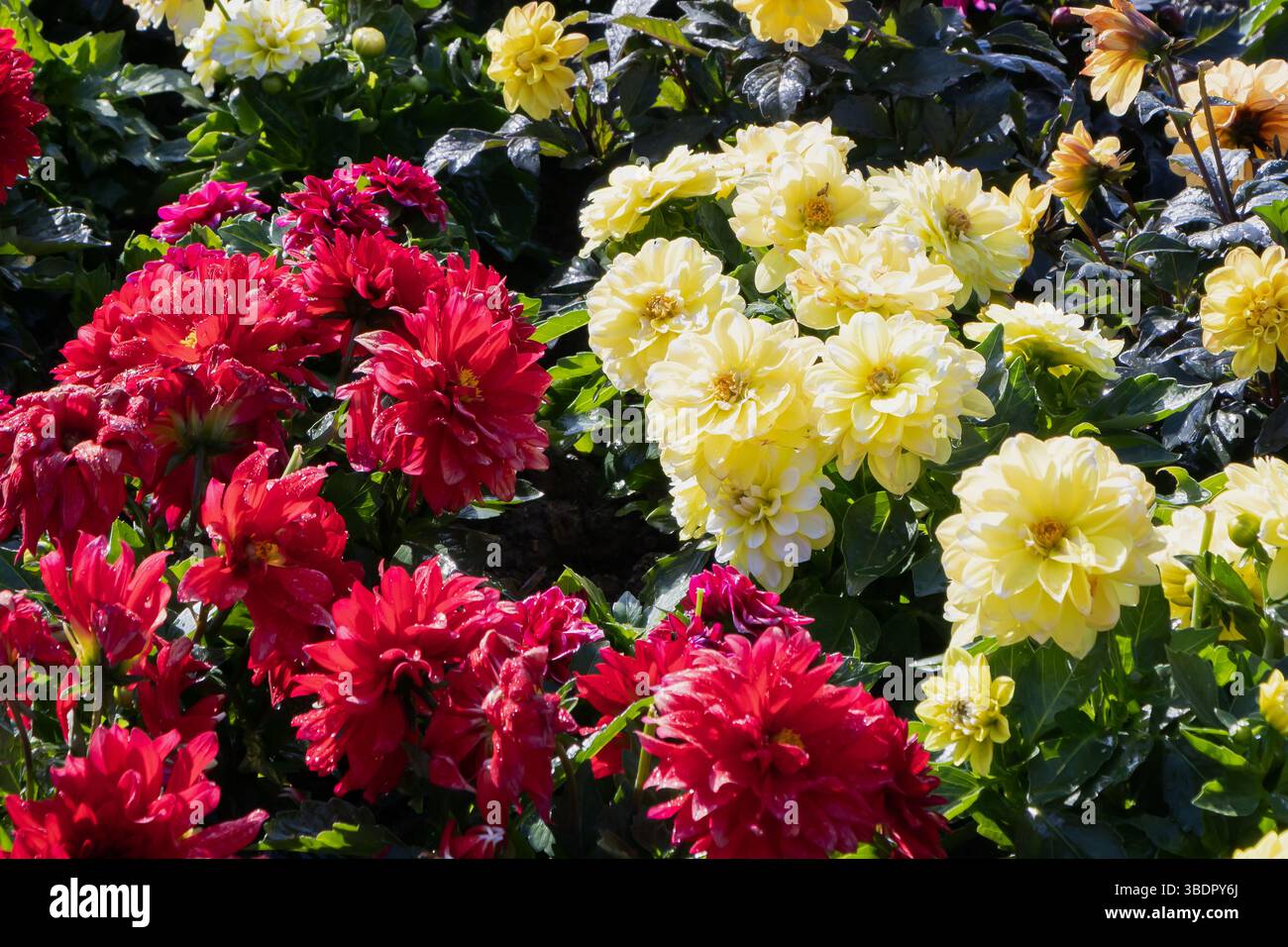 Une variété de fleurs rouges et jaunes fleurissent dans un jardin, mettant en valeur leurs couleurs vives. La lumière du soleil améliore la beauté des fleurs, créant un Banque D'Images