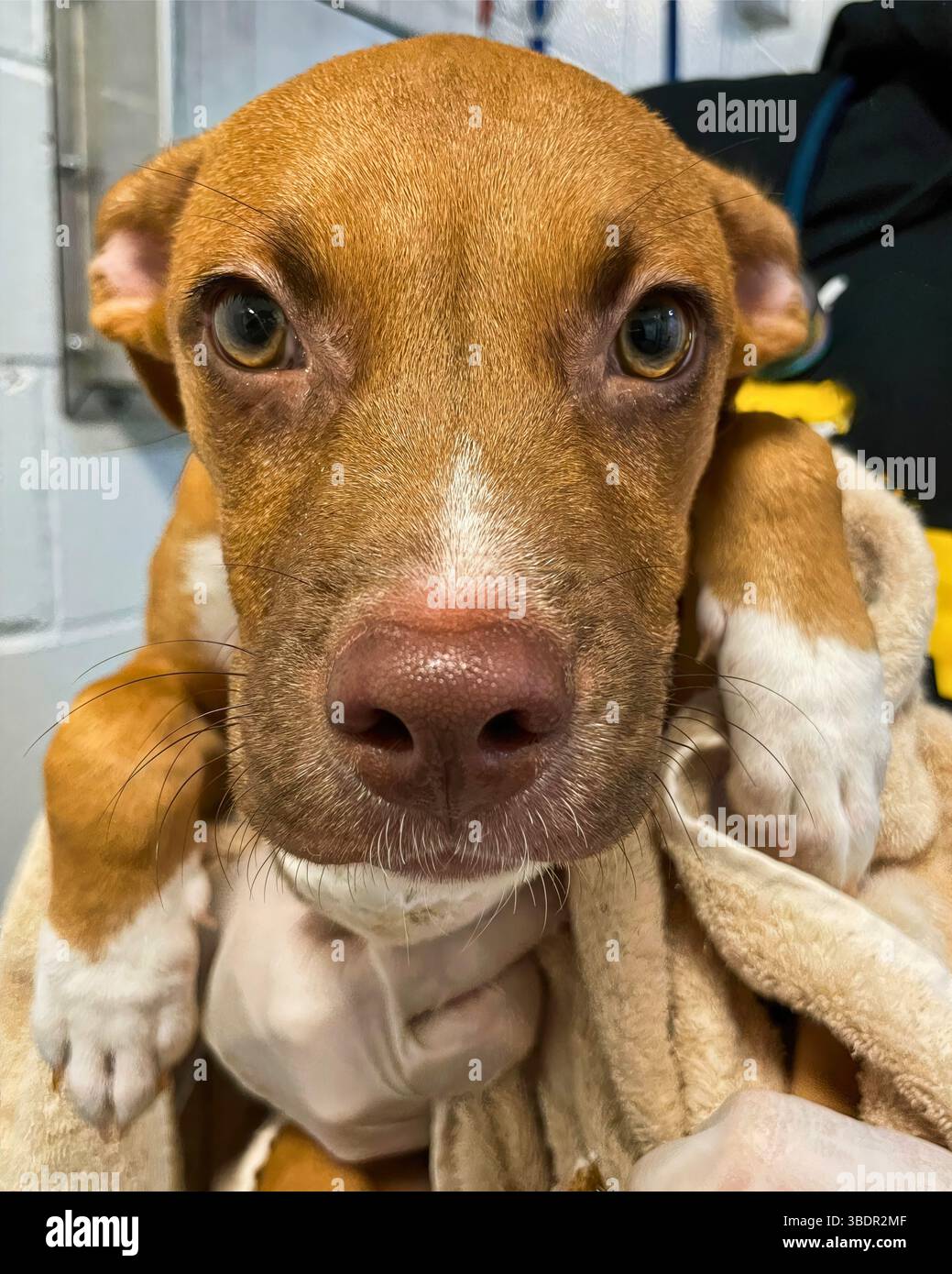 San Francisco, Californie, États-Unis – mars 29 2025 : le mélange de pit Bull brun et blanc est maintenu doucement par un manipulateur pendant la prise dans un refuge pour animaux Banque D'Images