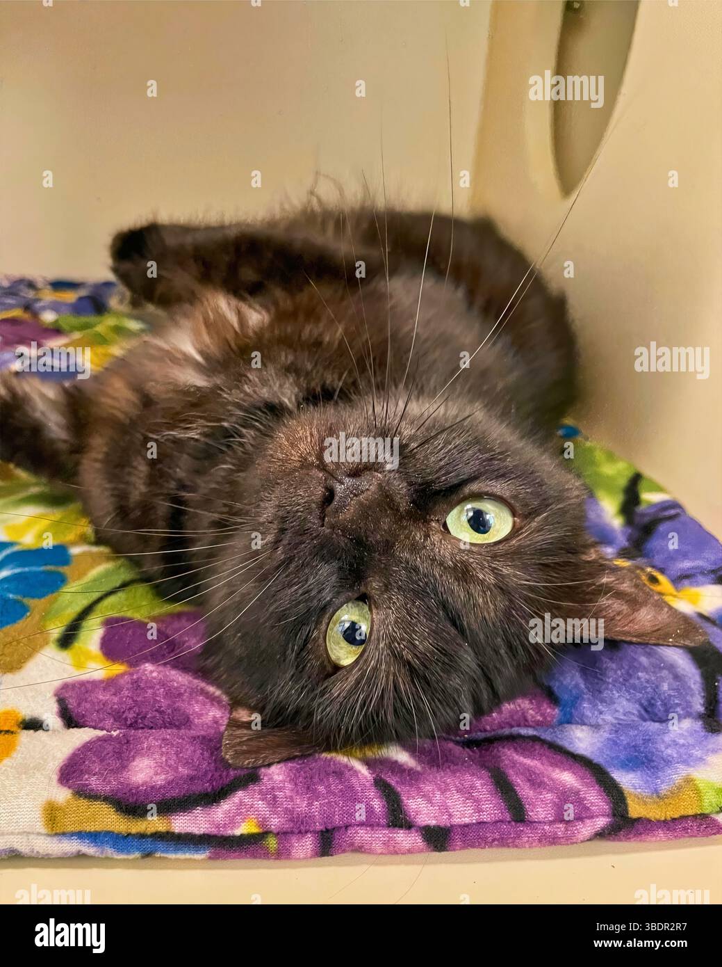 San Francisco, Californie, États-Unis – 18 mars 2025 : un chat noir aux cheveux longs repose le ventre sur une couverture florale à l'intérieur d'un casier d'abri. Banque D'Images