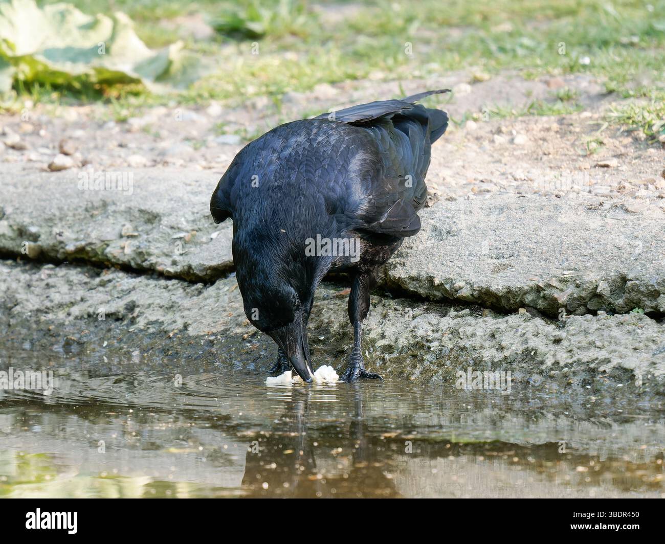 Corbeau charoie adulte (Corvus corone) mangeant du pop-corn à Mare Saint James, bois de Boulogne, Paris — faune urbaine se nourrissant de nourriture humaine en naturaliste Banque D'Images