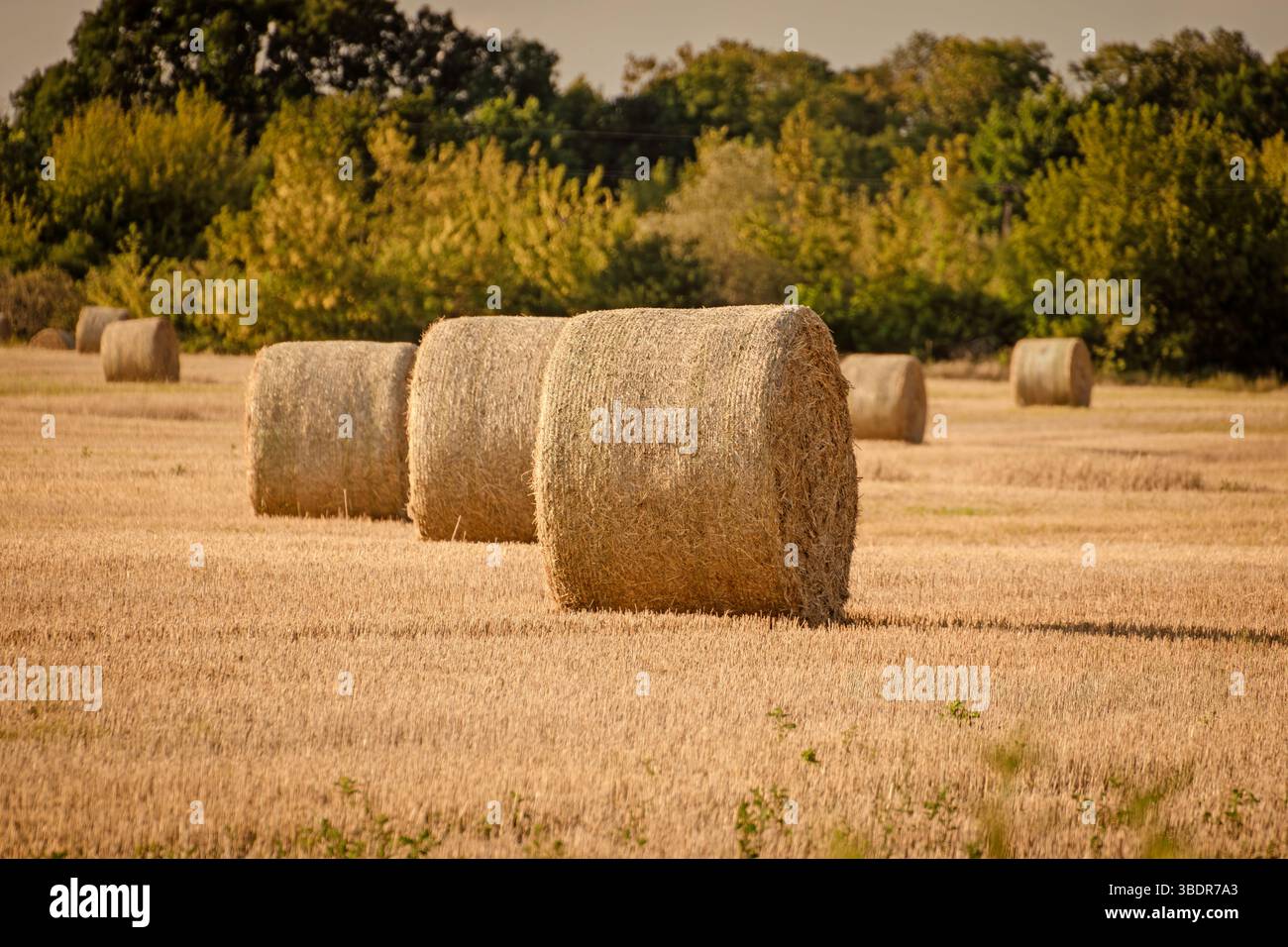 Balles de foin sur le champ Banque D'Images