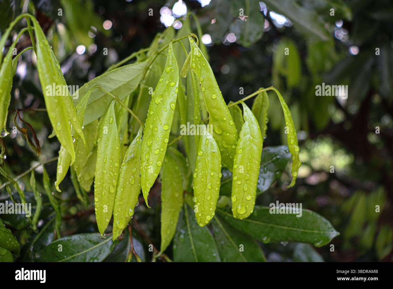 Gouttes d'eau sur les feuilles de litchi Banque D'Images