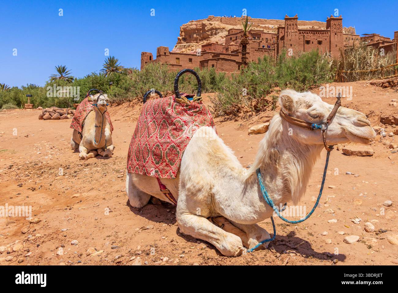 Caravane de chameaux dormant à l'ancienne muraille du village morroquin du ksar ait Benhaddou et du château kasbah, province de Ouarzazate, Maroc Banque D'Images