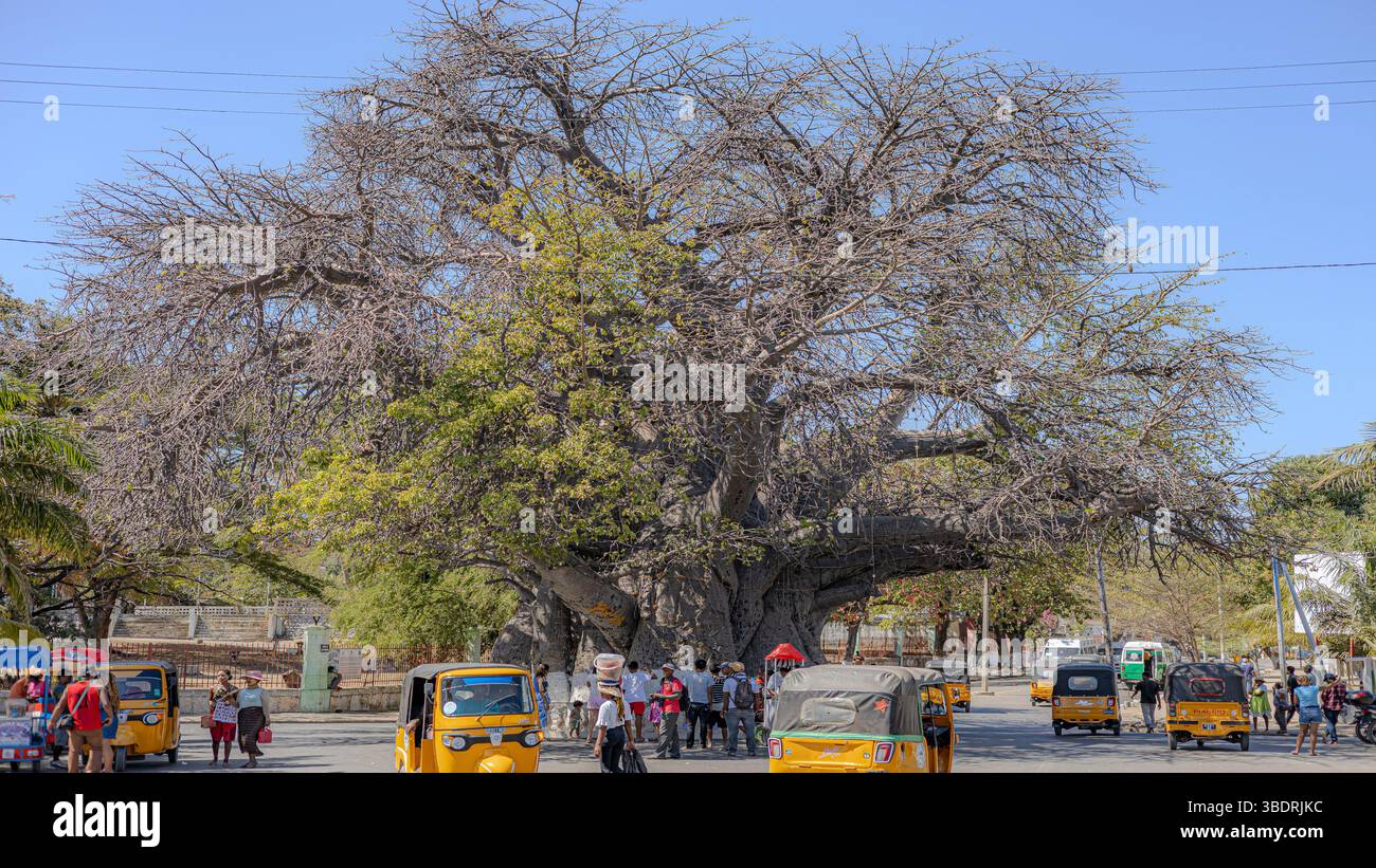 Le baobab de Majunga est un arbre majestueux et ancien, vibrant et tranquille, offrant une vue unique et pittoresque. Sa signification culturelle. Banque D'Images Le baobab de Majunga est un arbre majestueux et ancien, vibrant et tranquille, offrant une vue unique et pittoresque. Sa signification culturelle. Banque D'Images