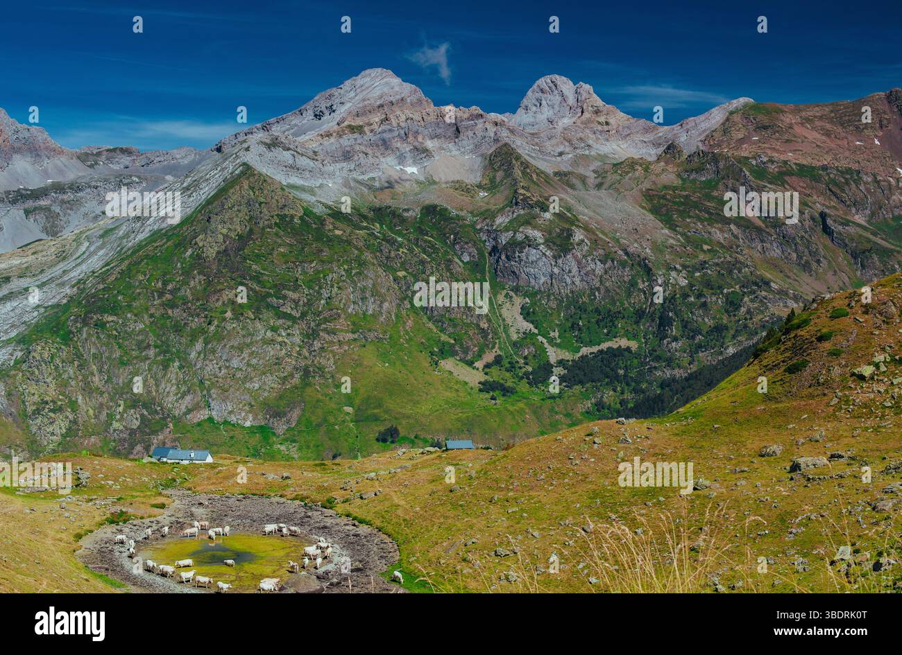 Paysages pittoresques avec ferme et vaches dans les Pyrénées, France Banque D'Images Paysages pittoresques avec ferme et vaches dans les Pyrénées, France Banque D'Images