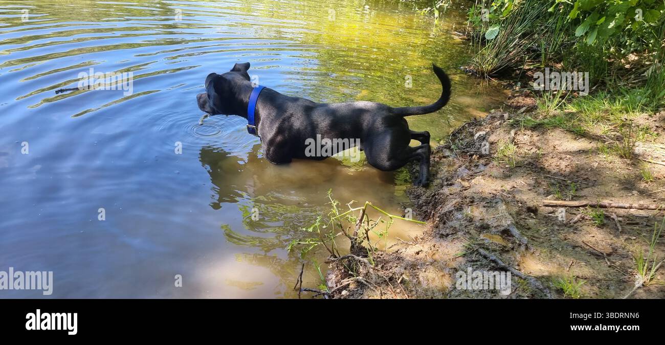 Staffy au lac près de Dinan. Banque D'Images