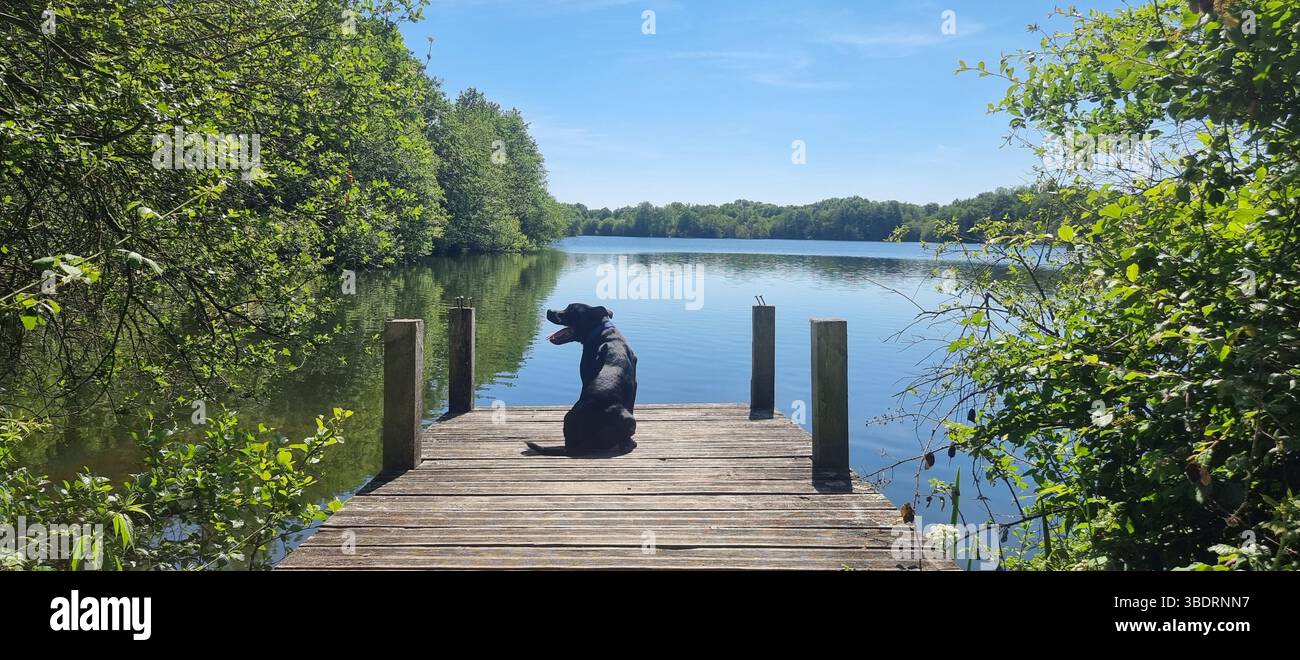 Staffy au lac près de Dinan. - Image de stock capturée avec un smartphone