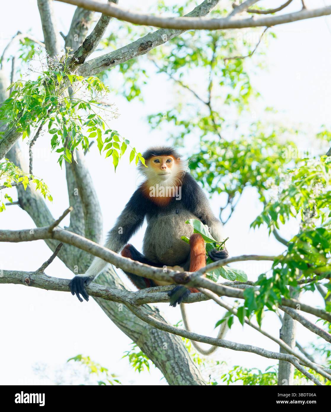 Douc à queue rouge dans les arbres, en hauteur, contact direct avec les yeux Banque D'Images