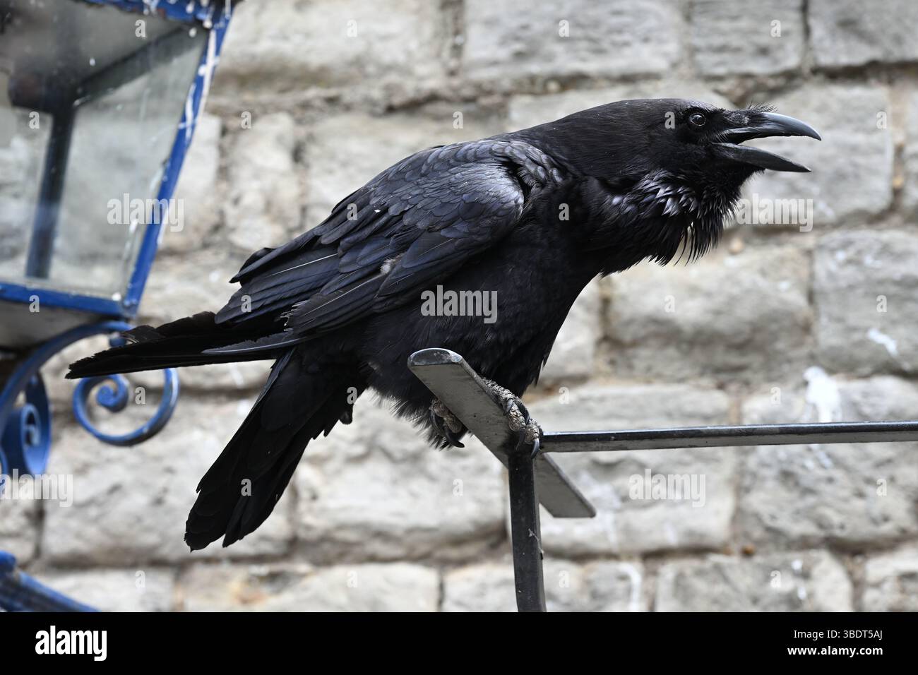 Une Tour de Londres Raven au soleil Banque D'Images