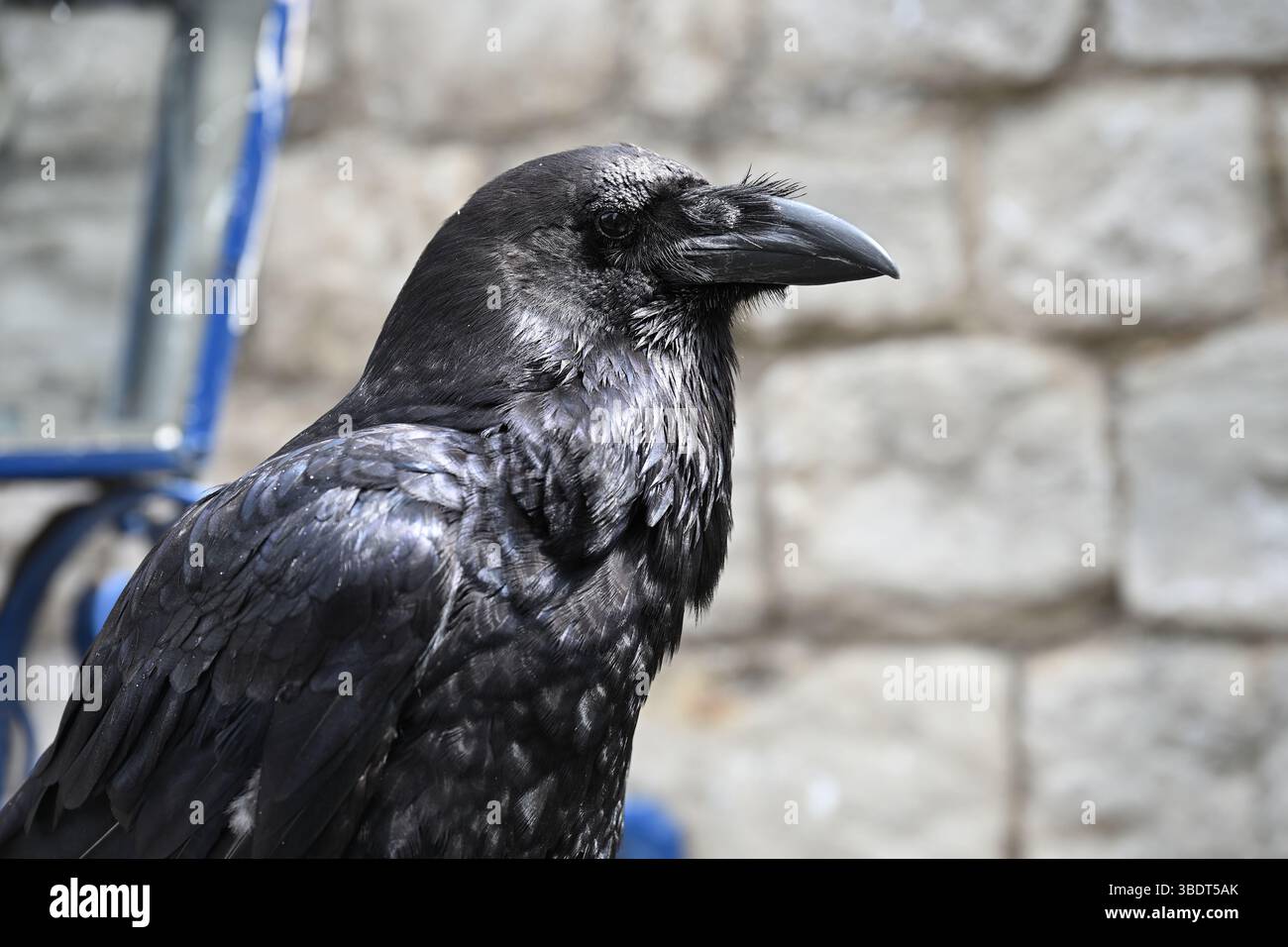 Une Tour de Londres Raven au soleil Banque D'Images