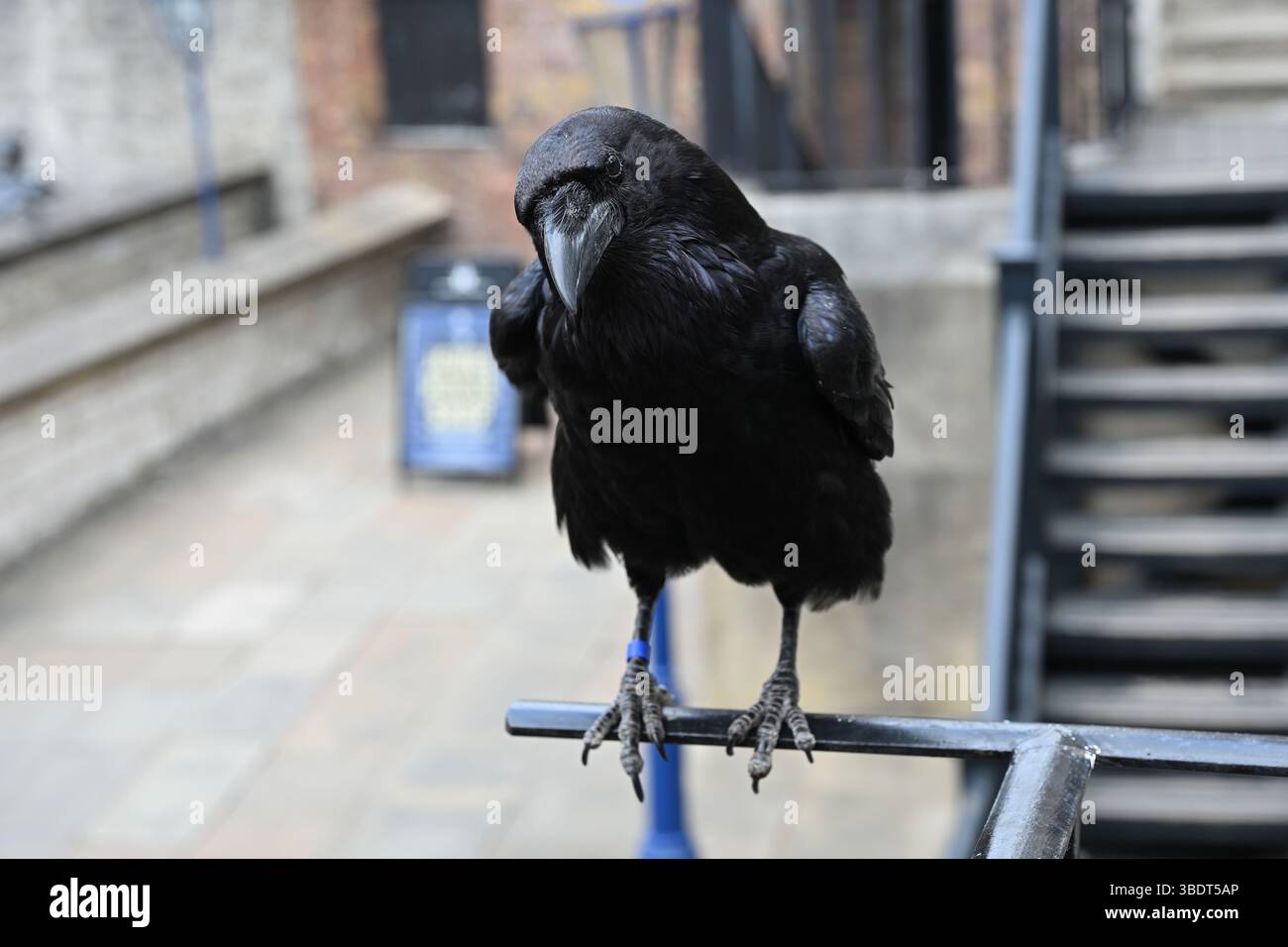 Une Tour de Londres Raven au soleil Banque D'Images