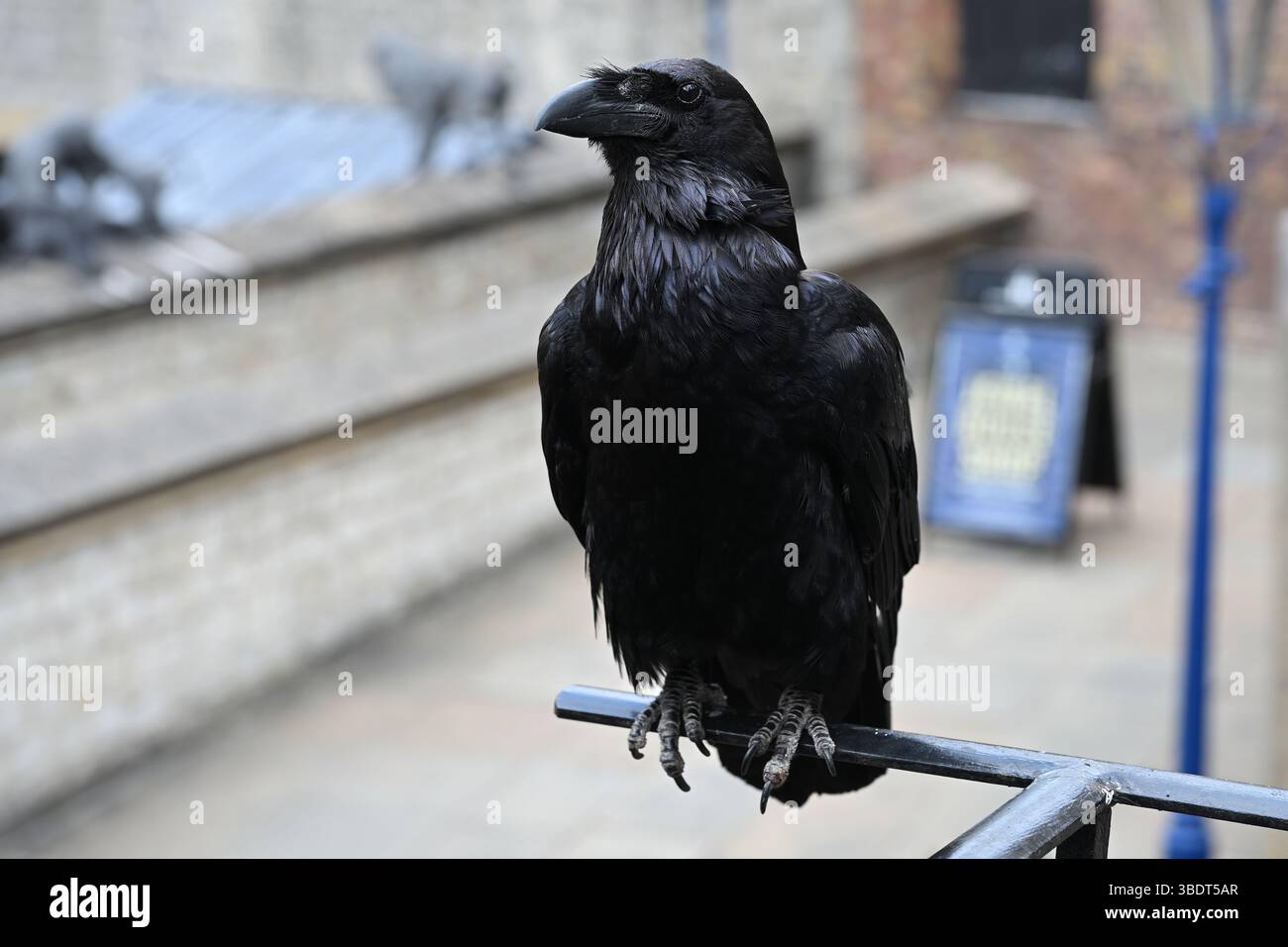 Une Tour de Londres Raven au soleil Banque D'Images