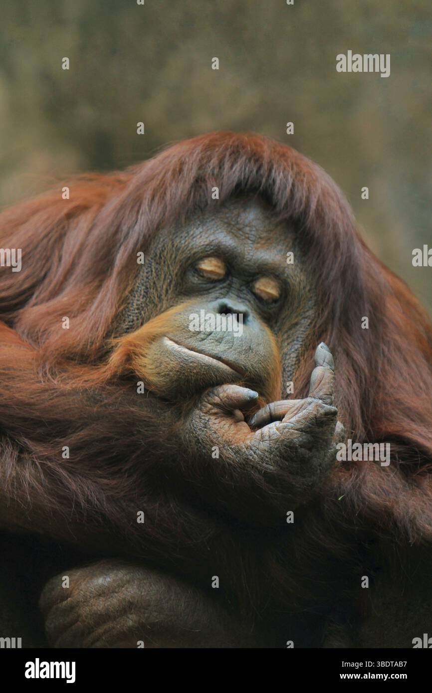 un orang-outan adulte qui dort en pointant son doigt Banque D'Images