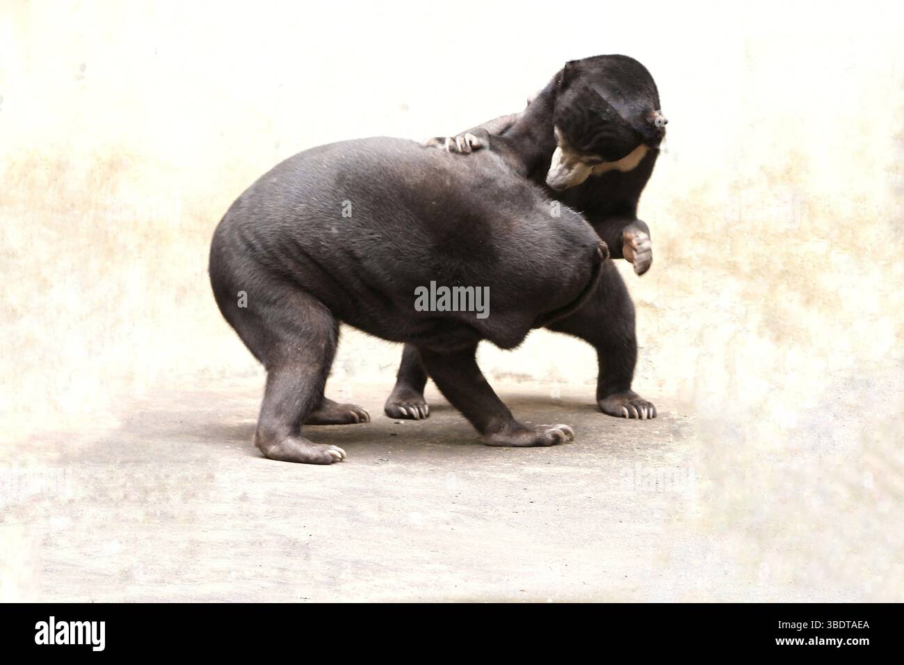 on dirait que sunbear se bat Banque D'Images