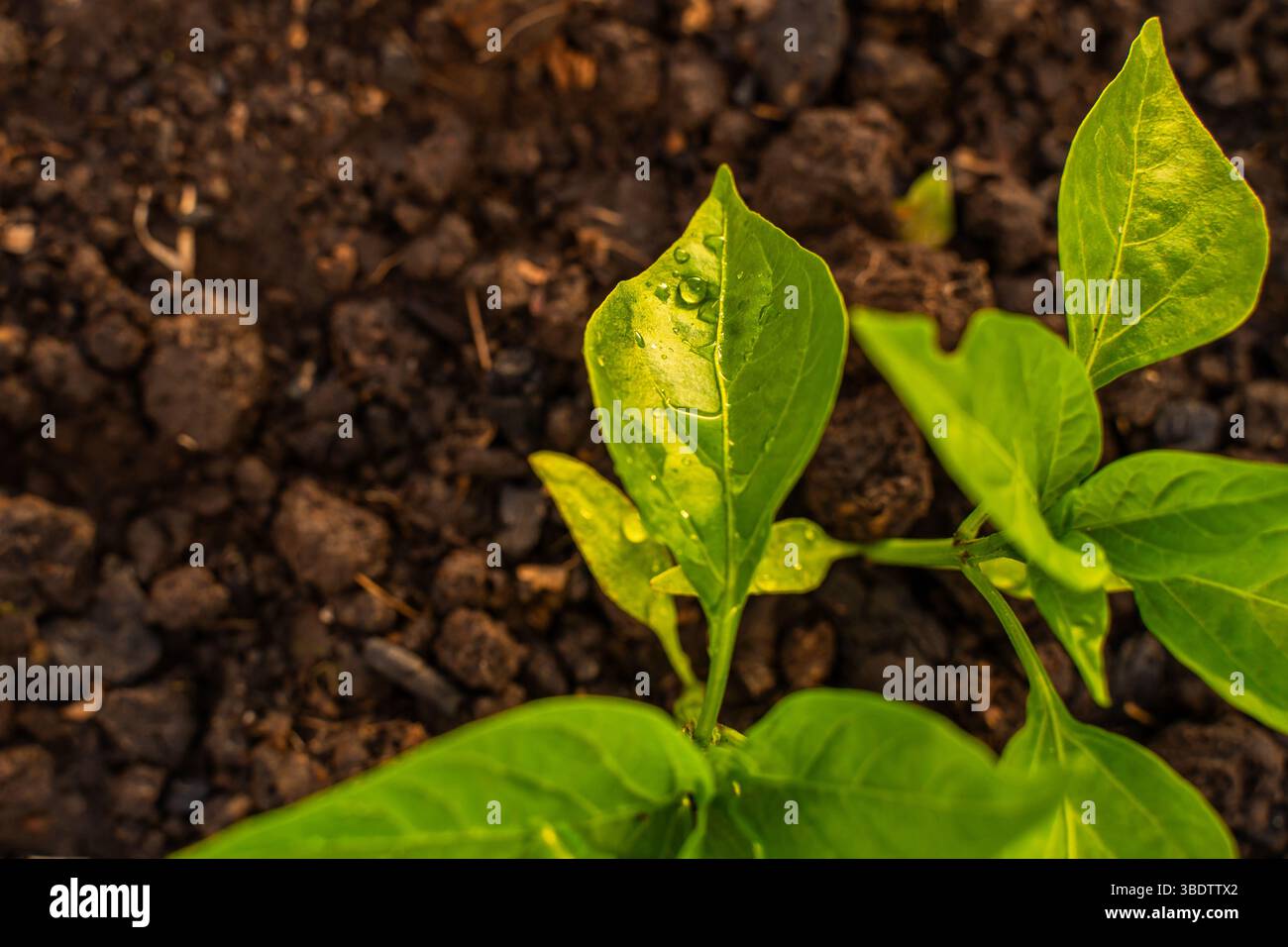 Germe de poivron dans l'eau descend en gros plan au coucher du soleil. Banque D'Images