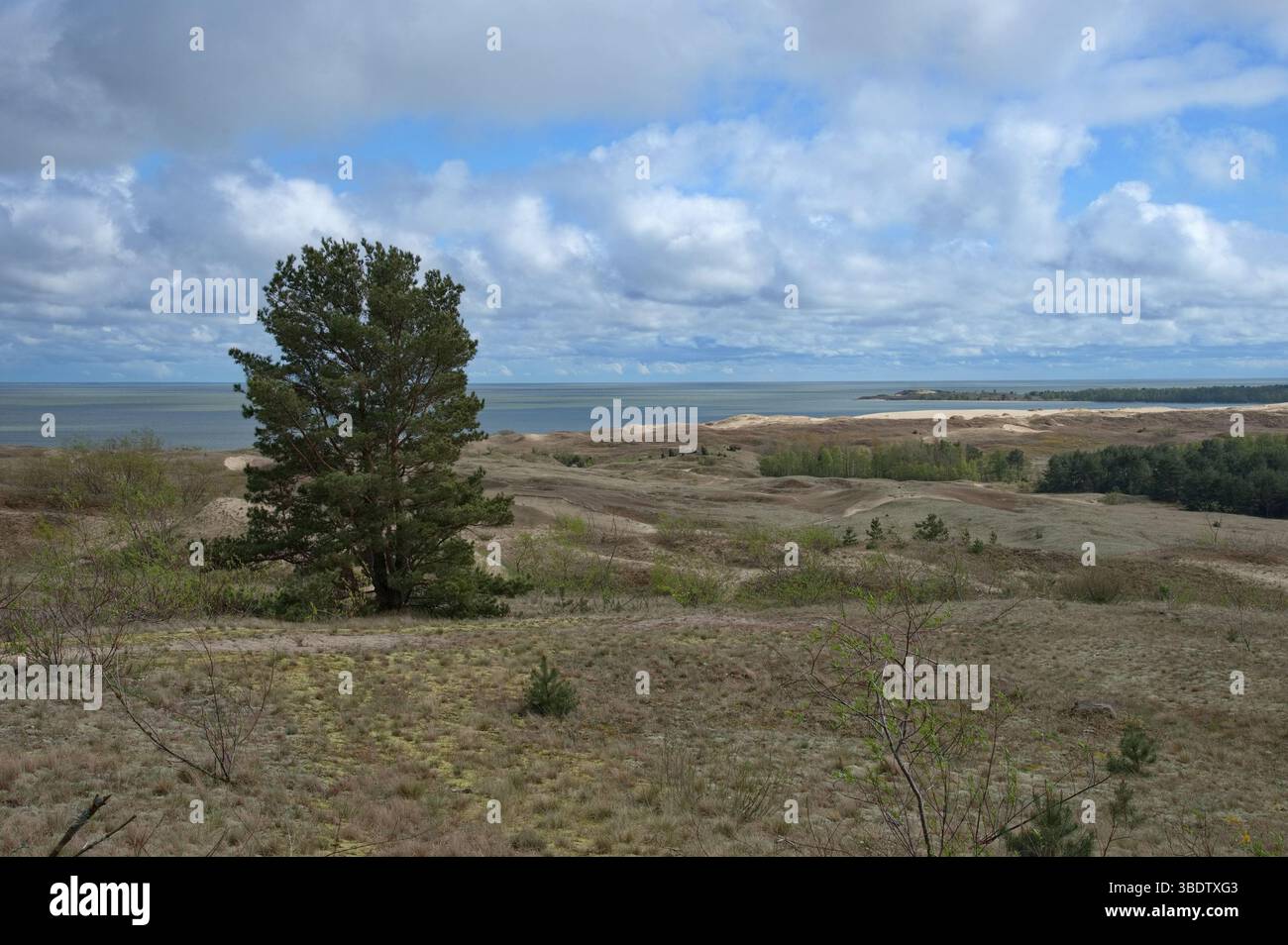 Arbre solitaire au milieu du champ herbeux sur la mer Baltique Banque D'Images