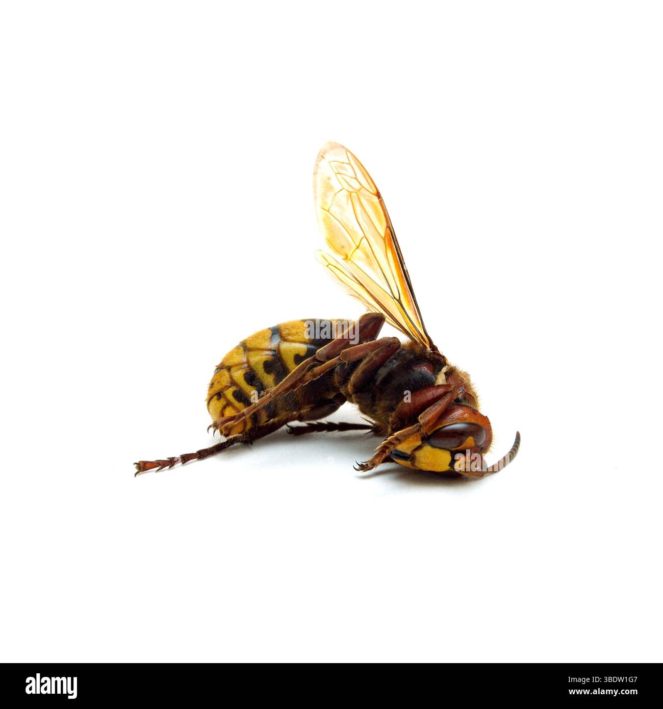 Frelon mort sur fond blanc Banque D'Images