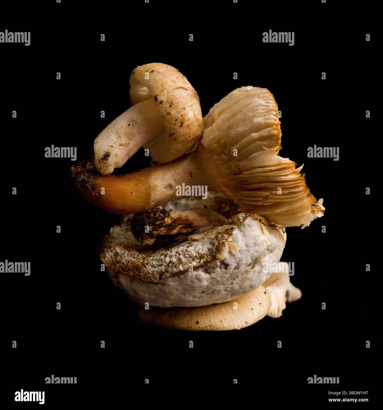 Deux champignons sont curieusement empilés l'un sur l'autre, présentant un mélange harmonieux de formes et de couleurs. Banque D'Images