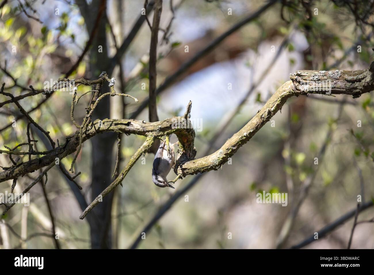 Une vue rapprochée d'un petit oiseau perché sur une branche d'arbre entourée de feuillage forestier, illustrant la beauté sereine de la faune dans son habitude naturelle Banque D'Images