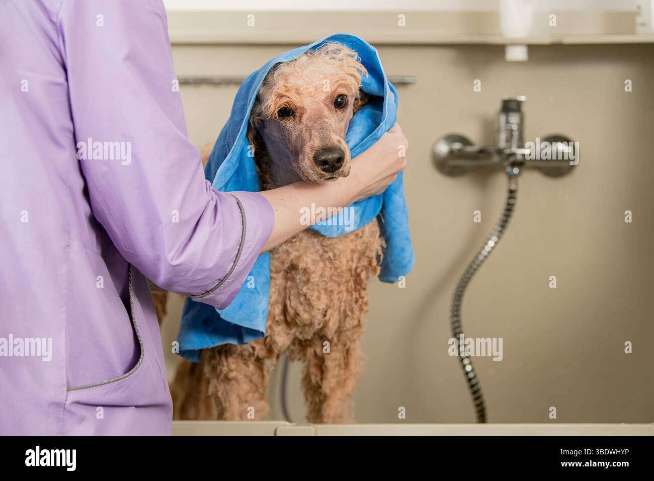 Bain de toilettage pour chiens avec séchage de serviettes par Groomer Banque D'Images