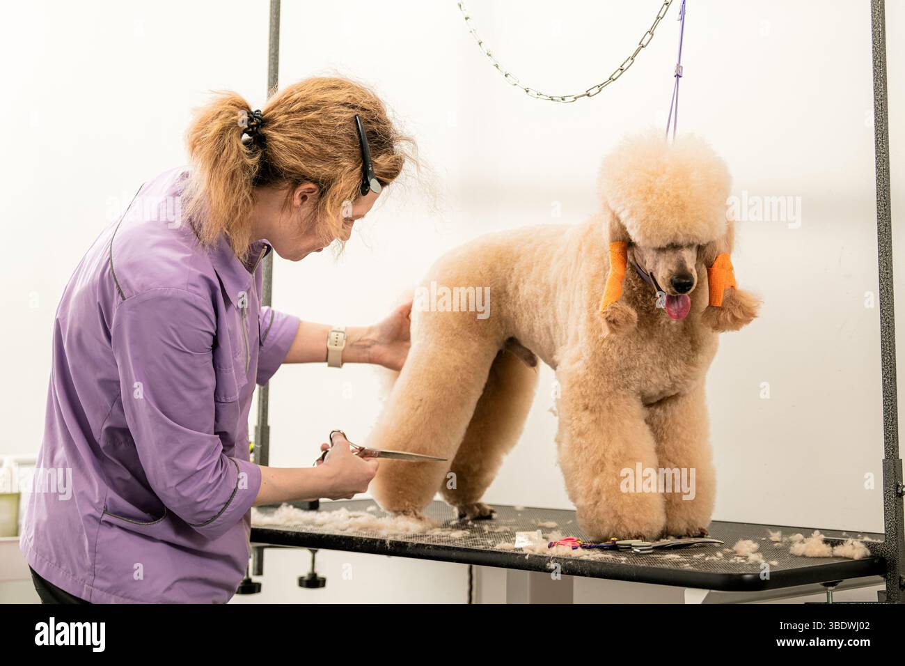 Rasoir professionnel pour chiens tondeuse caniche sur la table Banque D'Images