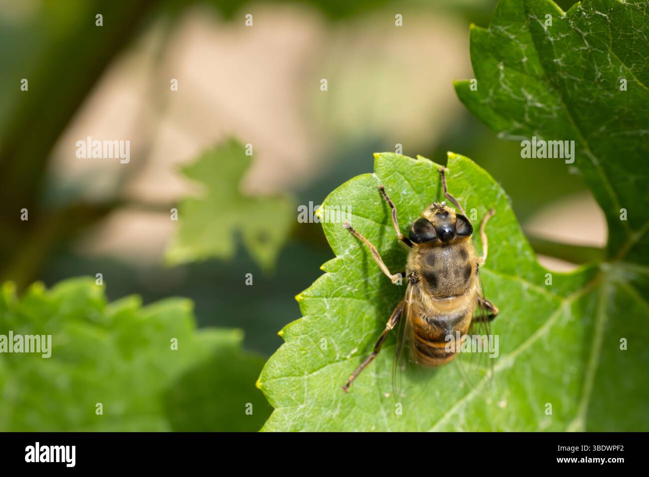 digger bea sur la feuille verte Banque D'Images