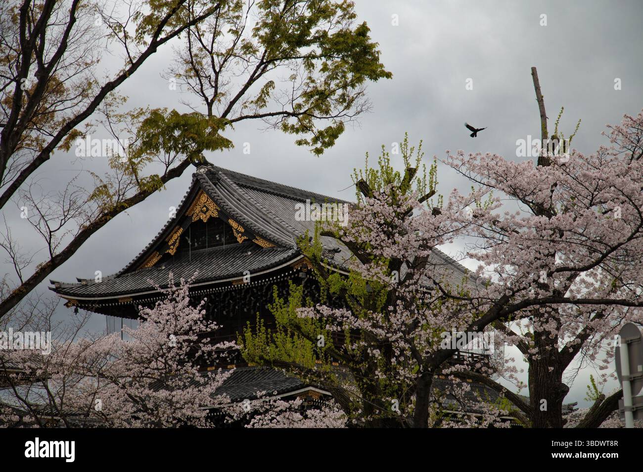 Les cerisiers en fleurs de printemps encadrent une pagode japonaise traditionnelle au toit de tuiles vertes à Kyoto, au Japon, sous un ciel doux Banque D'Images