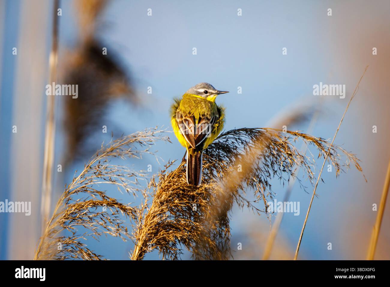 Une queue jaune repose au sommet d'un panache de roseau sec, ses plumes pelucheuses contre le froid matinal. Les tons chauds de son ventre jaune et son dos verdâtre con Banque D'Images
