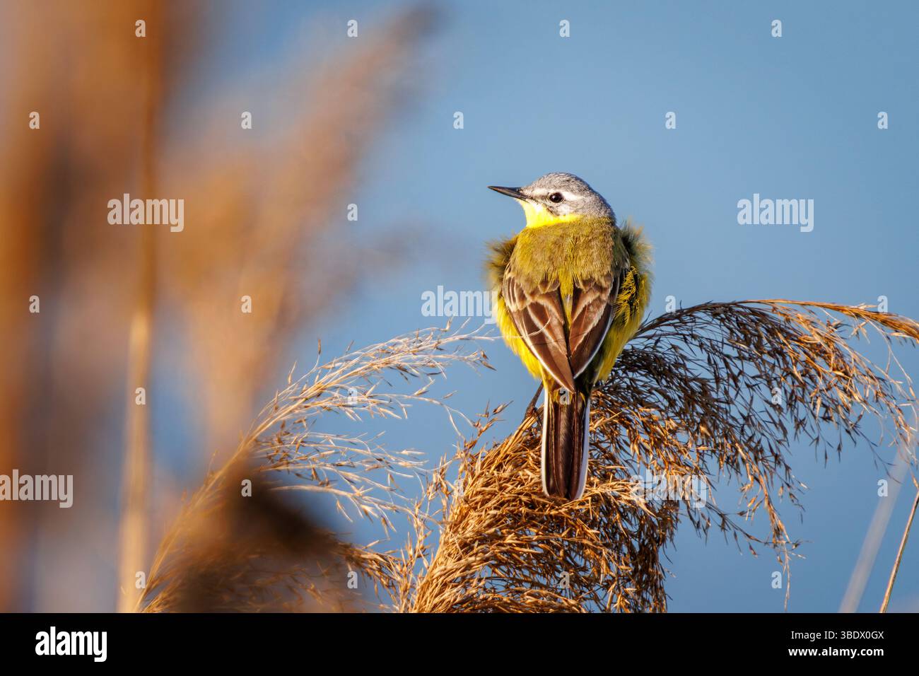 Une queue jaune repose au sommet d'un panache de roseau sec, ses plumes pelucheuses contre le froid matinal. Les tons chauds de son ventre jaune et son dos verdâtre con Banque D'Images