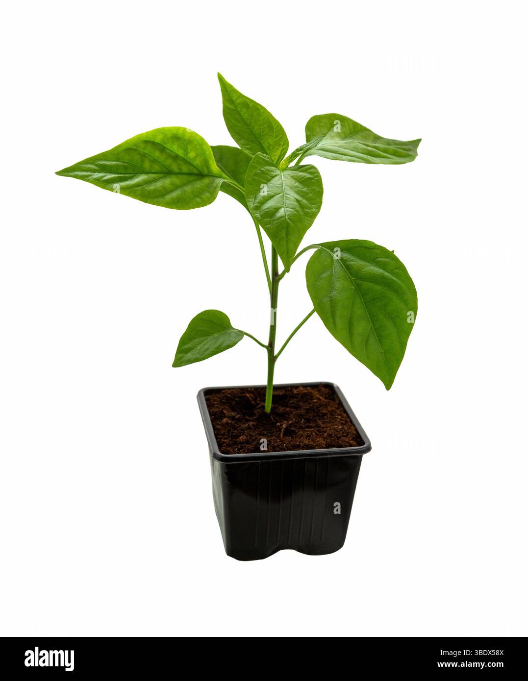 Poivre de semis isolé sur fond blanc. Poussez la jeune plante de paprika dans un pot. Banque D'Images