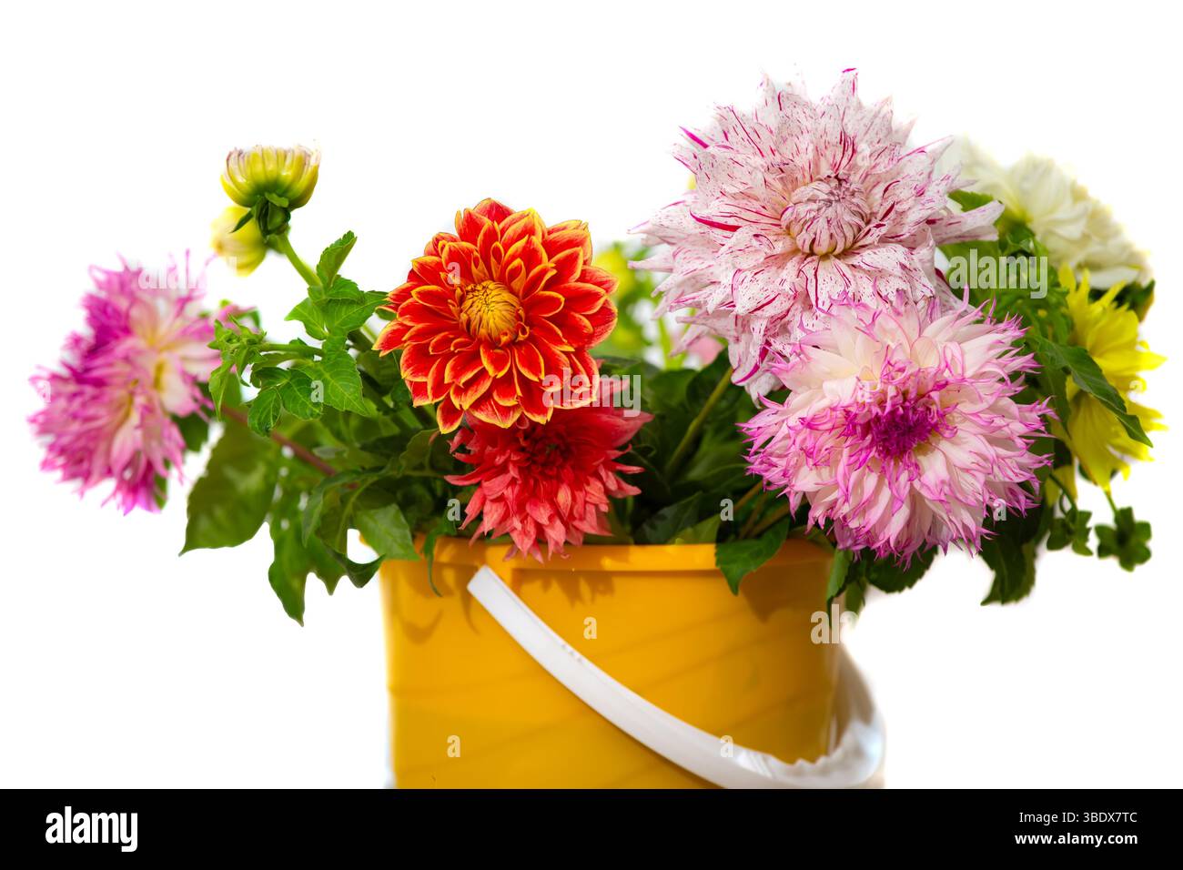 Un bouquet de grands dahlias multicolores dans un seau jaune sur fond blanc. Banque D'Images