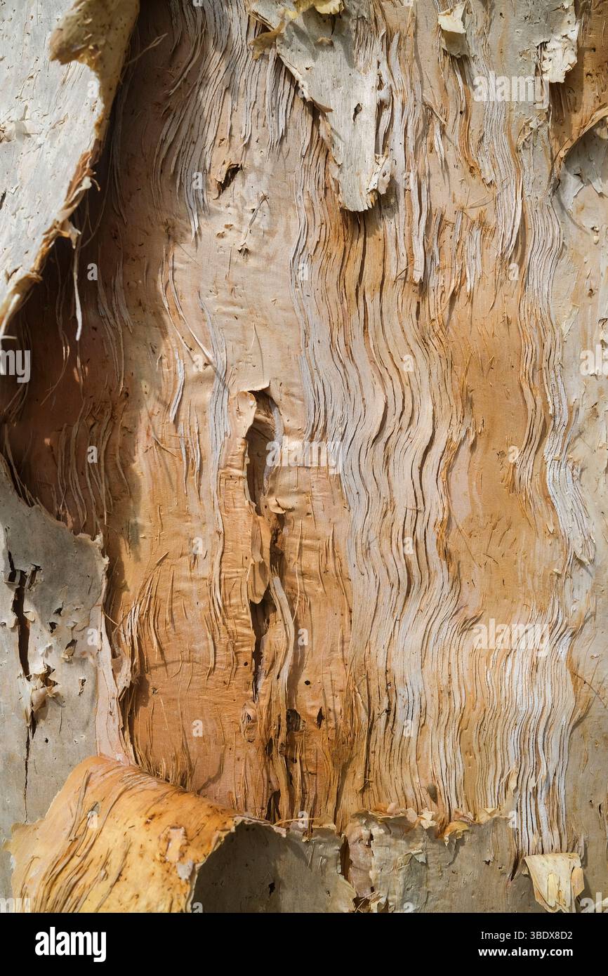 Gros plan de l'écorce de l'arbre Melaleuca connaissent également os Paperbark tree. Banque D'Images