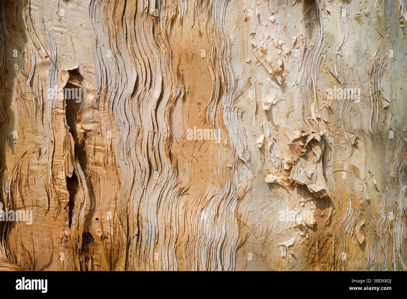 Gros plan de l'écorce de l'arbre Melaleuca connaissent également os Paperbark tree. Banque D'Images