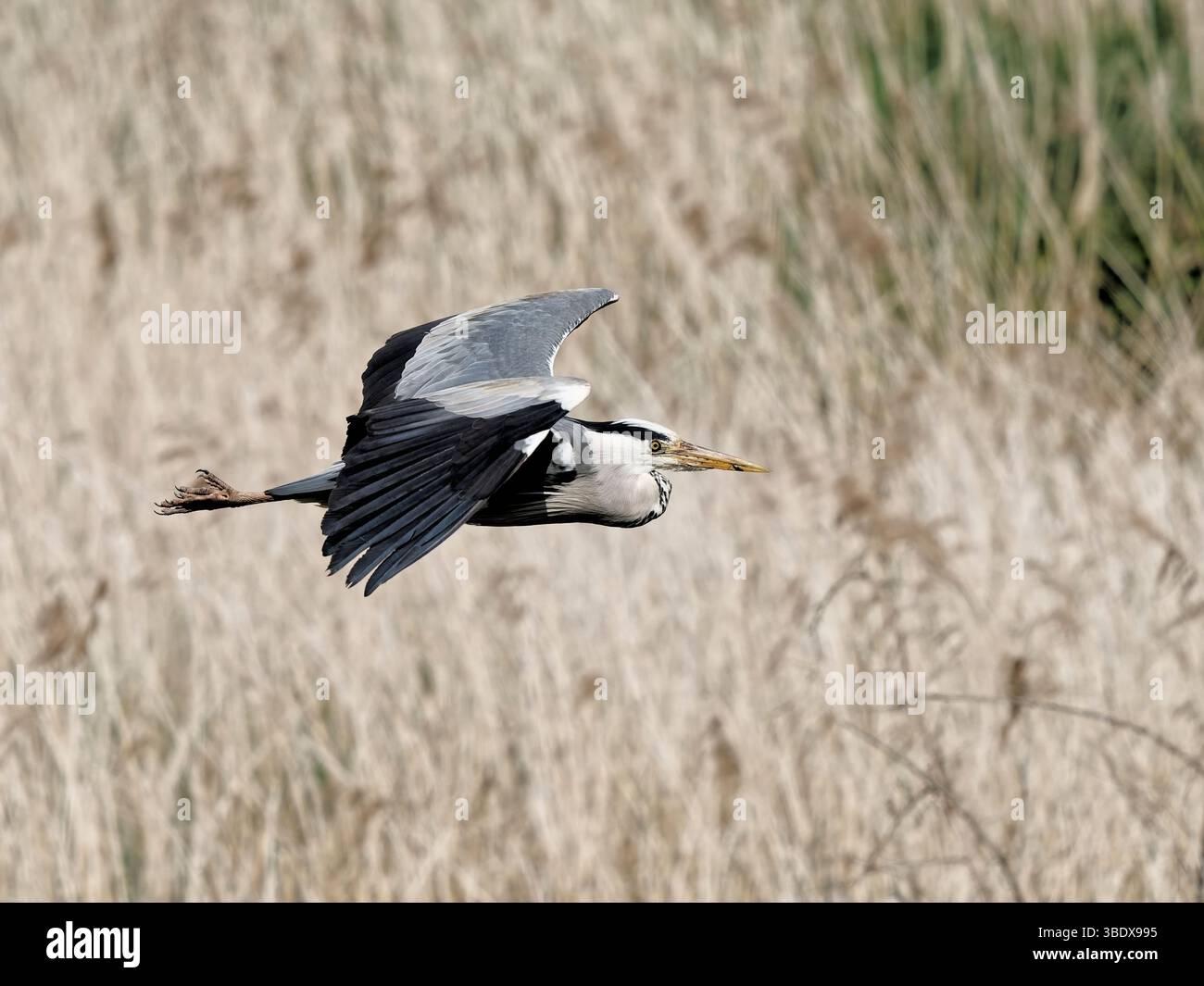 Grey Heron / Gray Heron (Ardia cinerea) survolant des roseaux dans le RSPB Ham Wall, Somerset, Angleterre. Banque D'Images