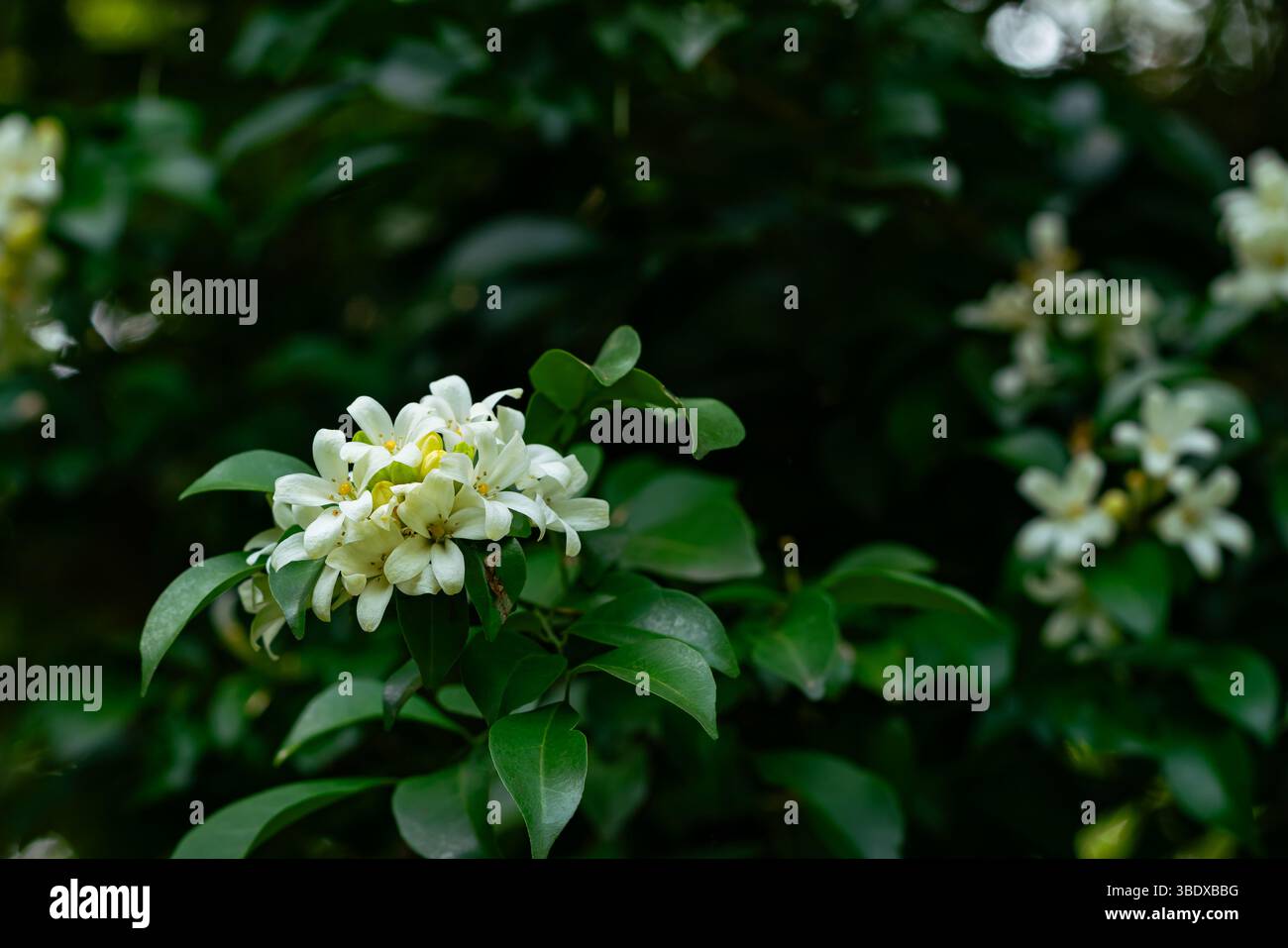 Bouquets de fleur de jasmin orange en fleurs ou Murraya paniculata avec des feuilles vertes sur l'arbre. Banque D'Images