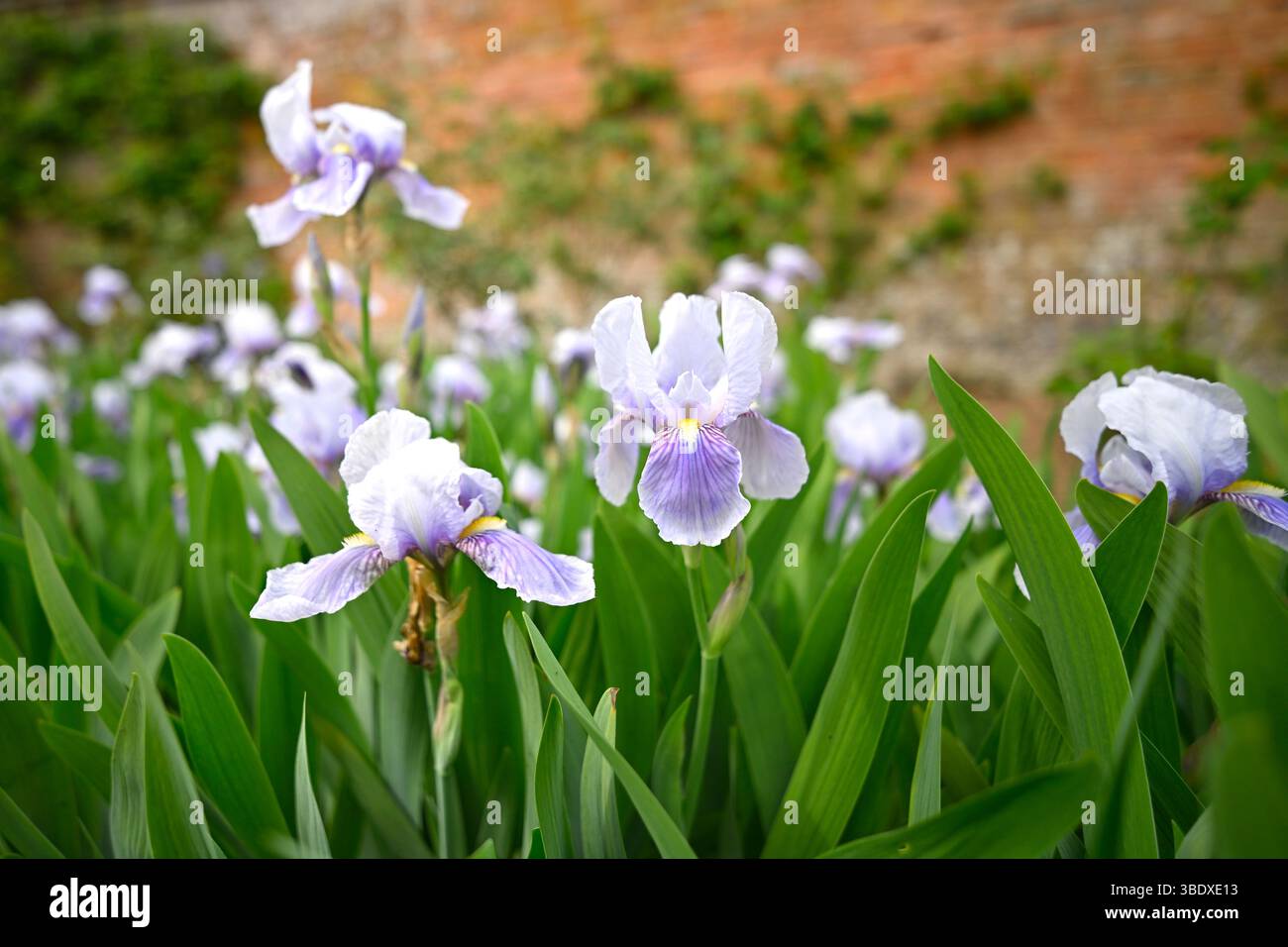 Bleu pâle / mauve fleurs de début d'été de l'iris barbu Jane Phillips poussant dans une frontière Royaume-Uni mai Banque D'Images